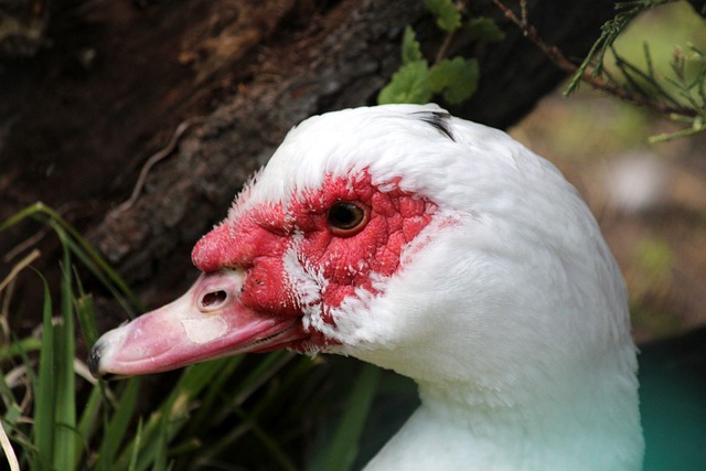 德佩在禁區 德佩在禁區